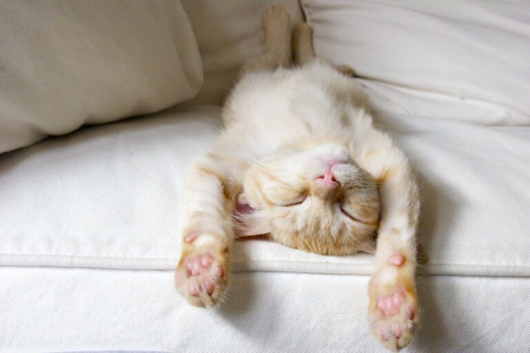 intermittent fasting fatigue